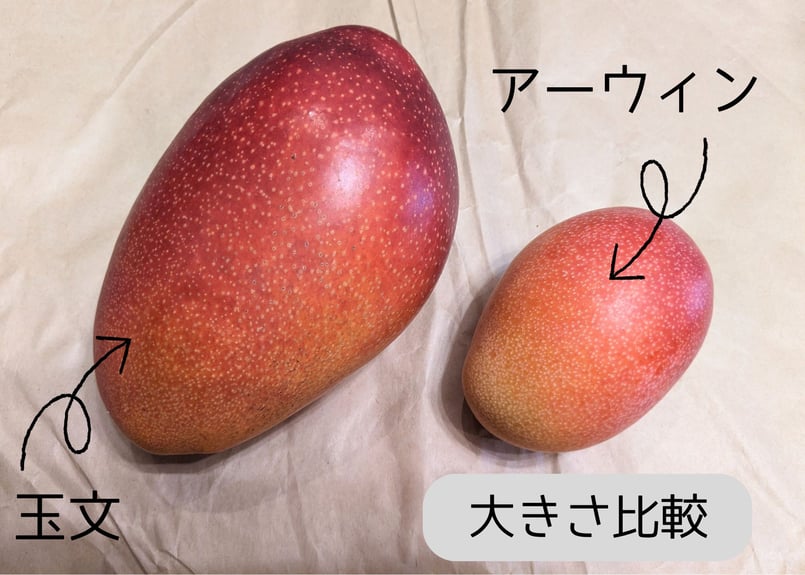 1.4～1.8kg 訳あり品 】玉文 マンゴー（ギョクブン） 2～4玉（送料別
