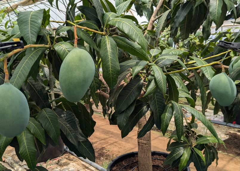 【現品】キーツマンゴー苗木　別名：キーツ　8号　マンゴーの木　大株　４Z番 キーツマンゴー苗木 別名 キーツ 8号 マンゴーの木 大株 4Z番 現品