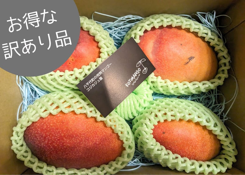 1.4～1.8kg 訳あり品 】玉文 マンゴー（ギョクブン） 2～4玉（送料別