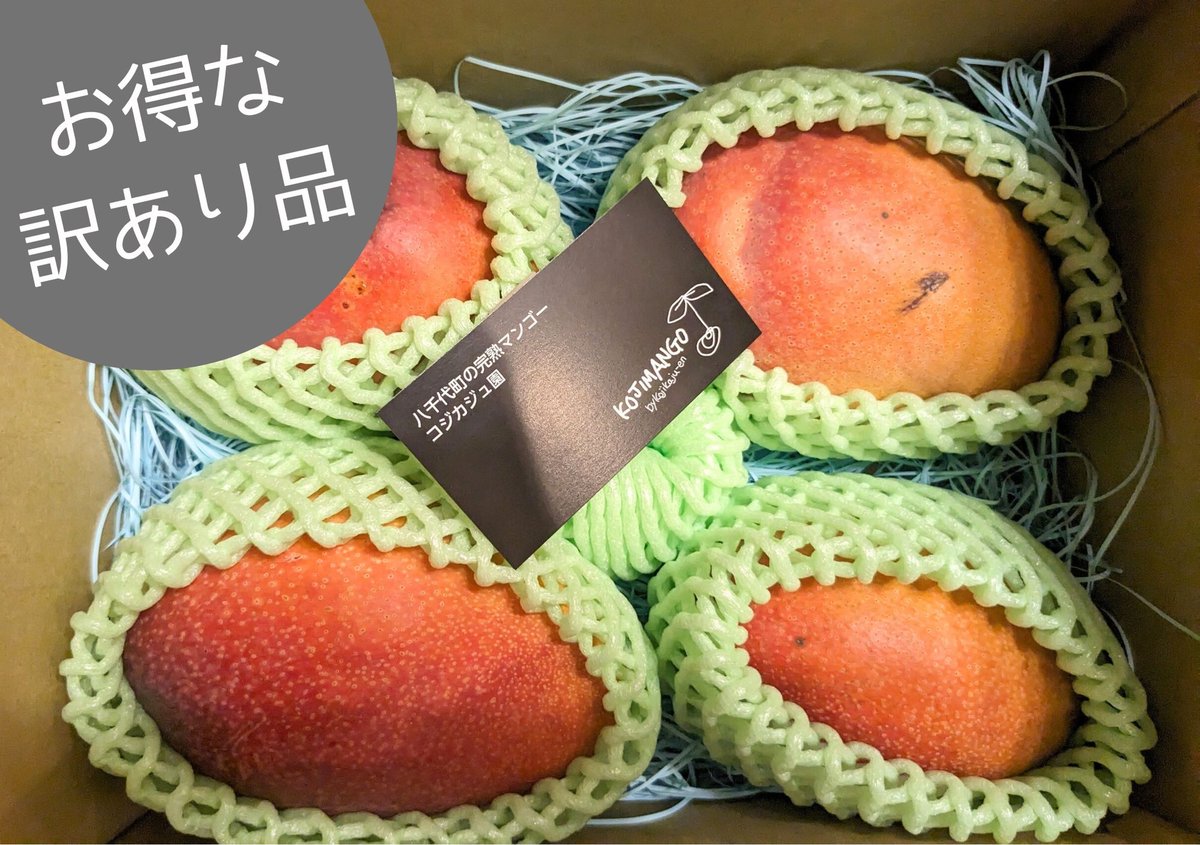 【現品】栽培量が少ない幻のマンゴー！玉文（ギョクブン）マンゴーの木　8号　J2番 0.8～1kg 】 玉文 マンゴー（ギョクブン） 1～2玉（送料別