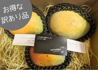 0.8～1kg 】 玉文 マンゴー（ギョクブン） 1～2玉（送料別