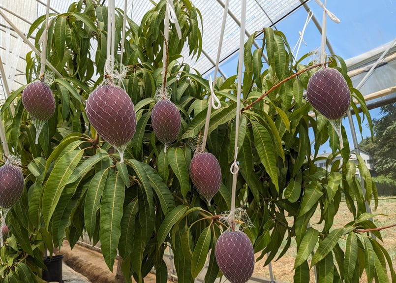 アップルマンゴー アーウィン マンゴーの木 8号 M98番 マンゴー