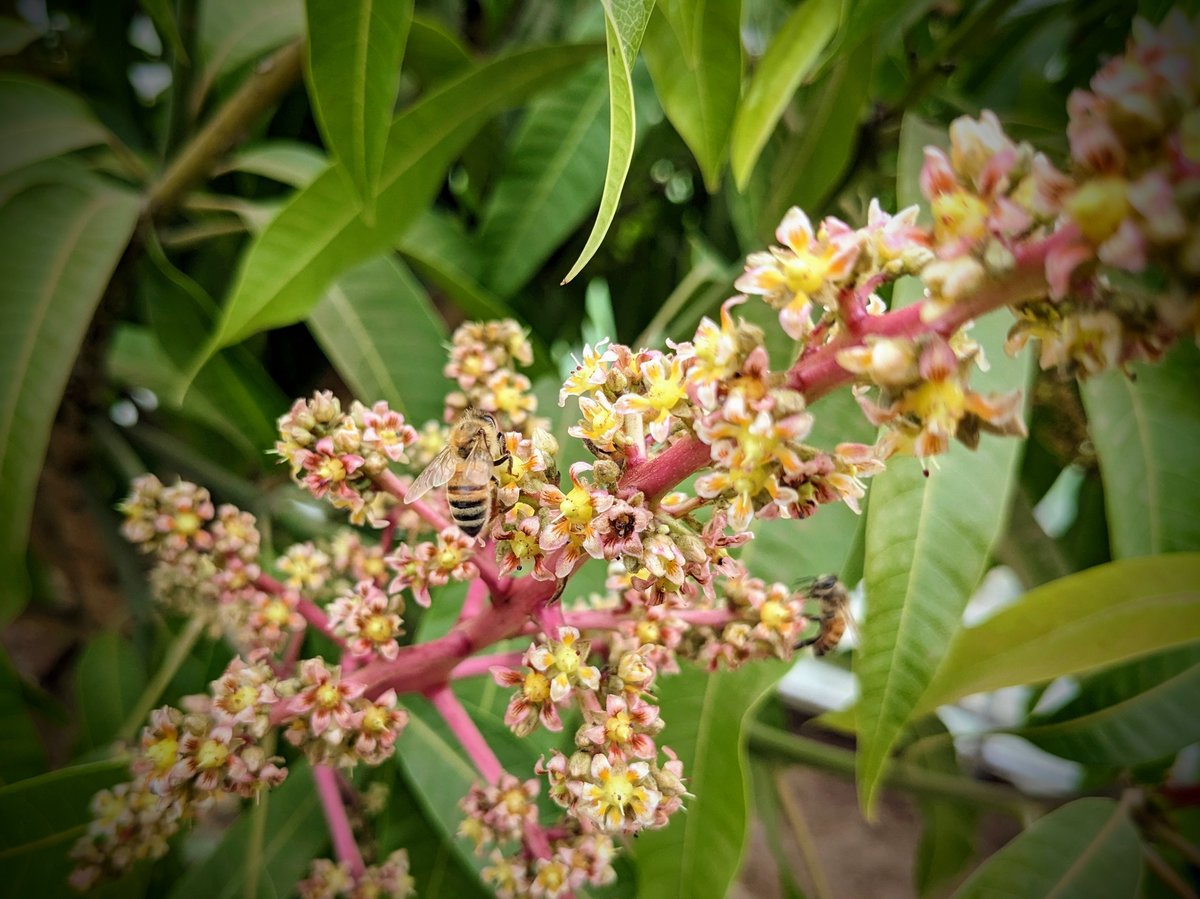 1.4～1.8kg 訳あり品 】玉文 マンゴー（ギョクブン） 2～4玉（送料別