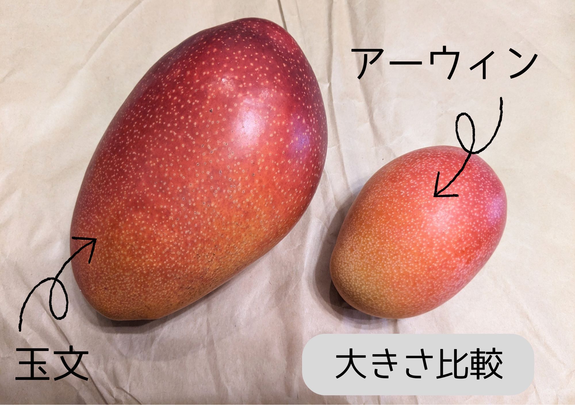 食べ頃マンゴー　玉文とキーツ　クール便 original