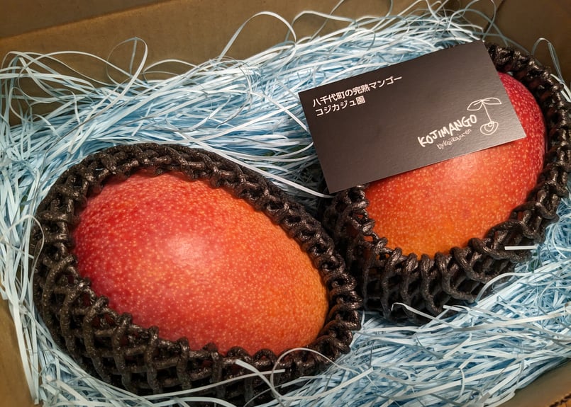 1.4～1.8kg 】アーウィン マンゴー 4～6玉（送料別） | コジカジュ園