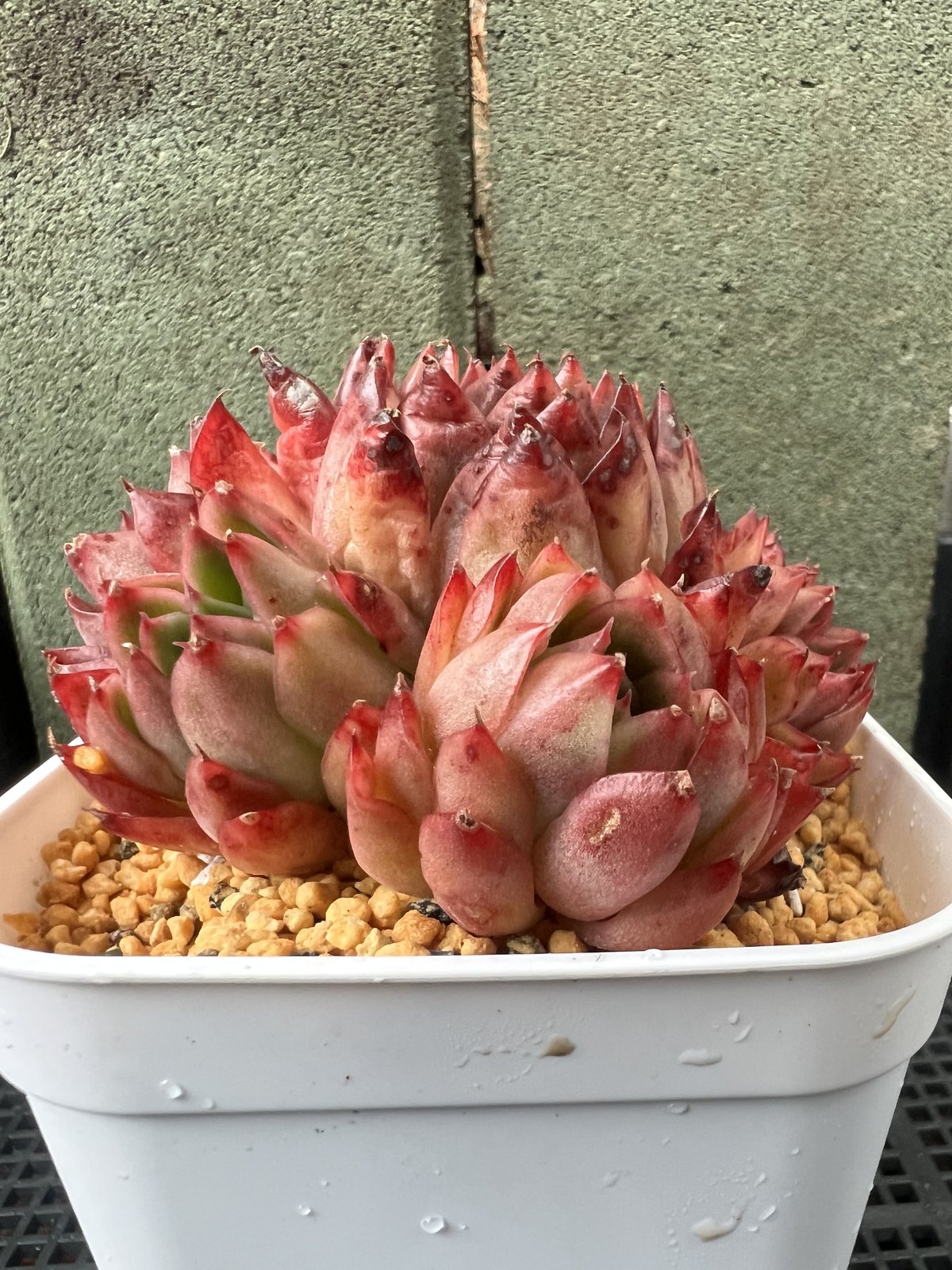 left botanical レフトボタニカル 植木鉢 アガベや塊根植物などに left