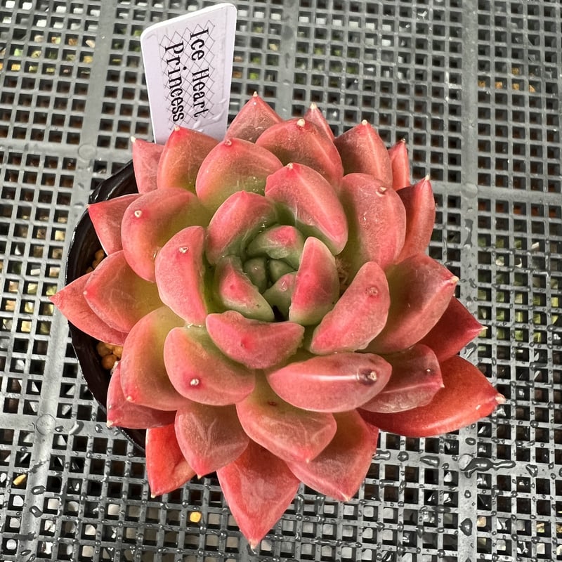 アイスハートプリンセス | 森の多肉屋 tonttu.