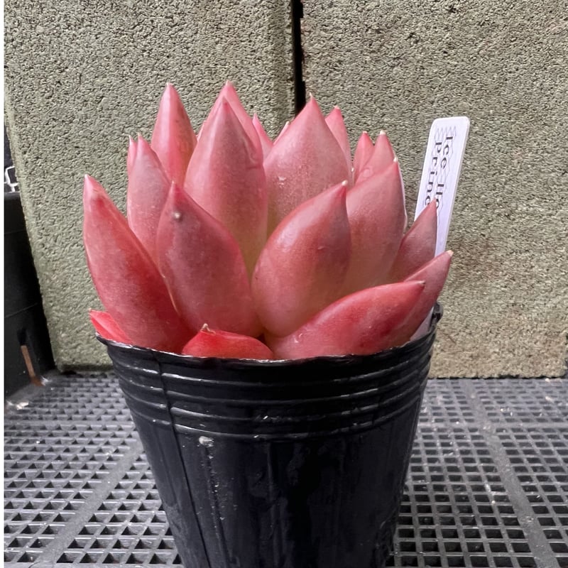 アイスハートプリンセス | 森の多肉屋 tonttu.