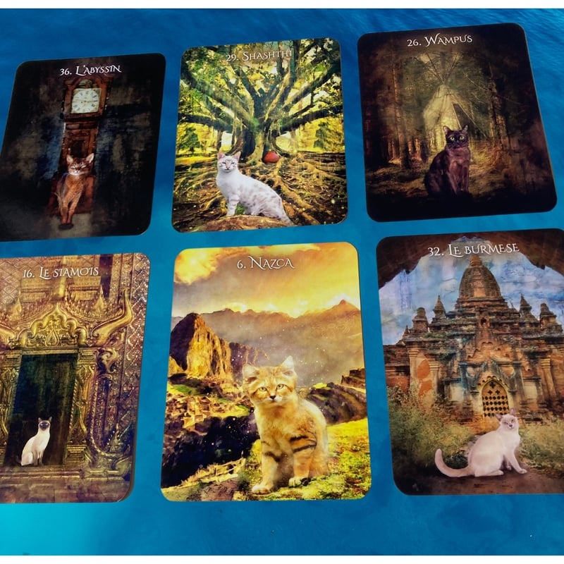 猫のイニシエーションオラクルカード｜正規輸入品 | タロクル｜TaroCle