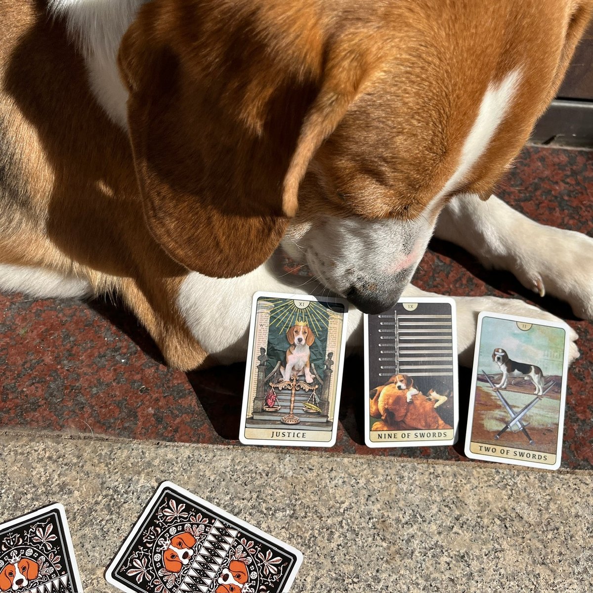 【正規品タロットカード】ビーグル犬好きさん必見✨超キュートなビーグル犬のデッキ ビーグル犬のタロットカード (正規品・希少) | タロクル
