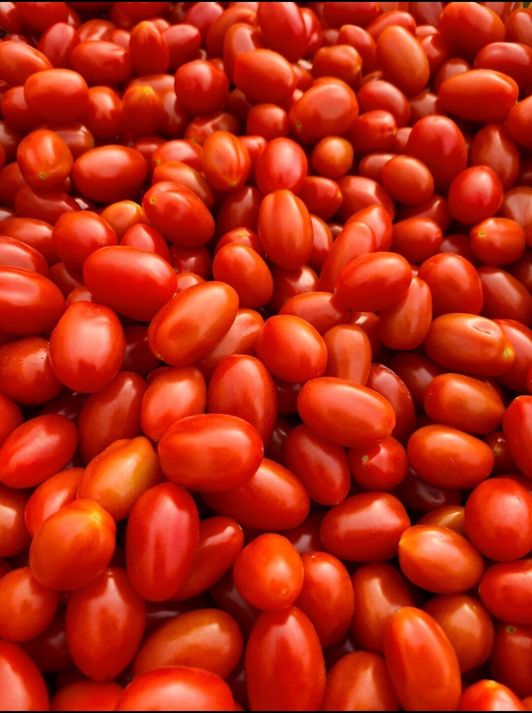 茜とまと | トミタ農園直売所