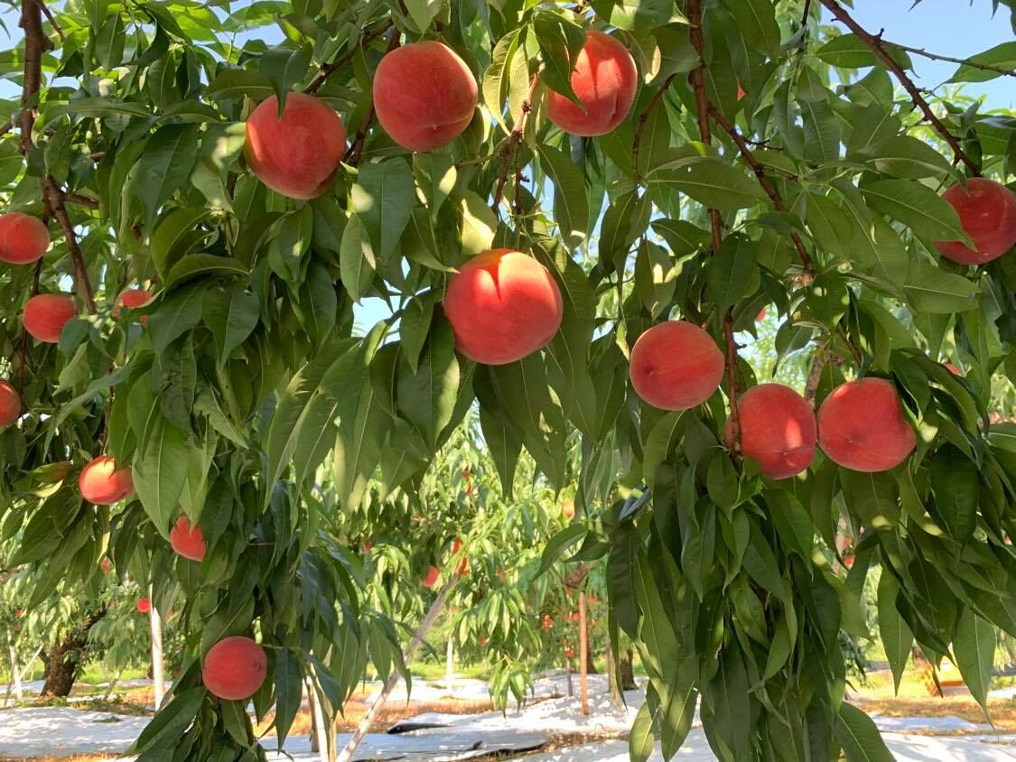 1種】もも2Kg箱／はつひめ・暁星・ふくあかり・あかつき【2025