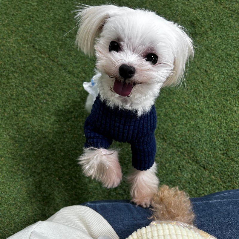 犬服 ワッフル生地のTシャツ | 韓国犬服・無添加おやつ DedeMeli