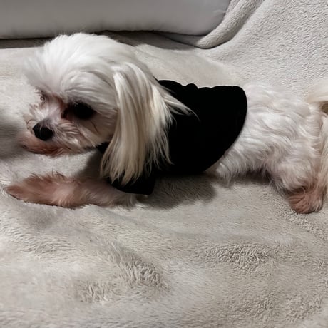 犬服 ハートワッペン プルオーバー