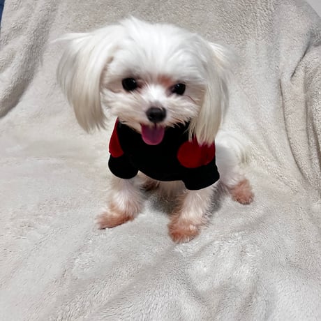犬服 ハートワッペン プルオーバー