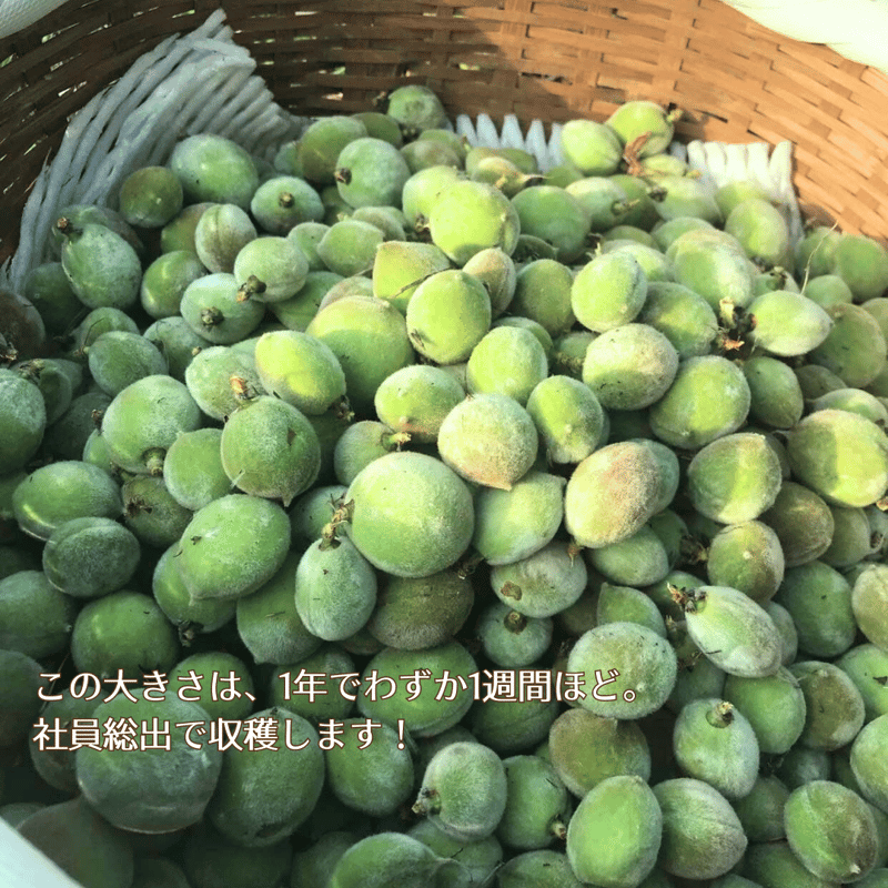 ももっこぶどう酢漬け (230g) | Asaya Vinegar