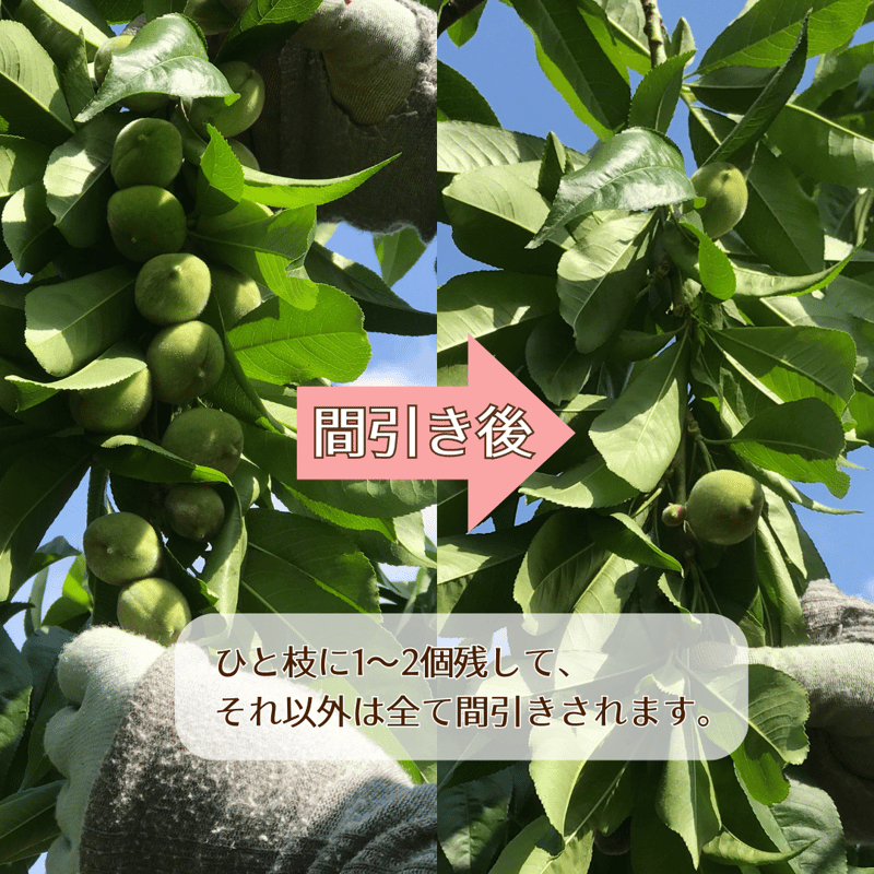 馬ぶどう酢漬け imgrc0084447772.jpg