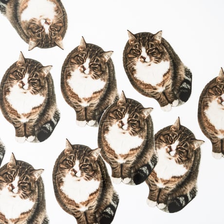 WINTER SNOW CAT POST CARD