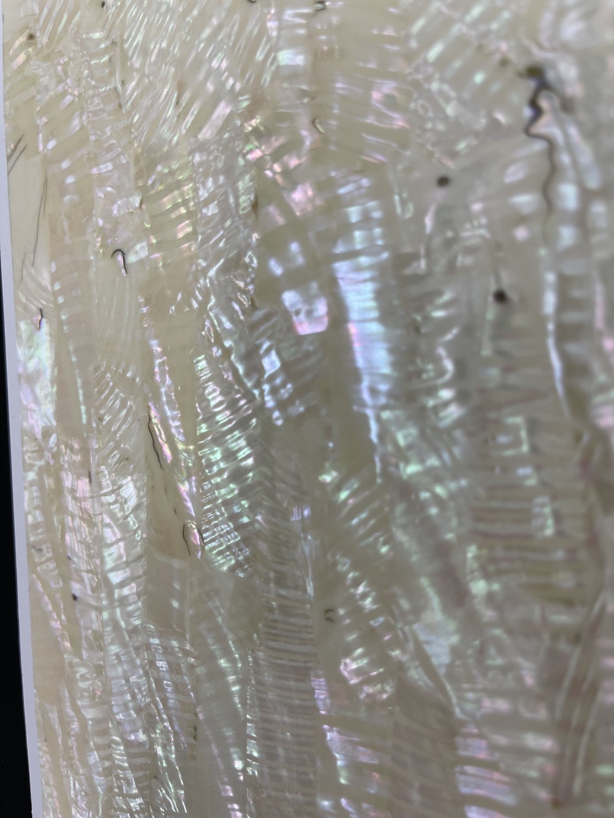 アワビシート　10枚セット　メキシコブラック アワビシート 10枚セット メキシコブラック アワビシート10枚