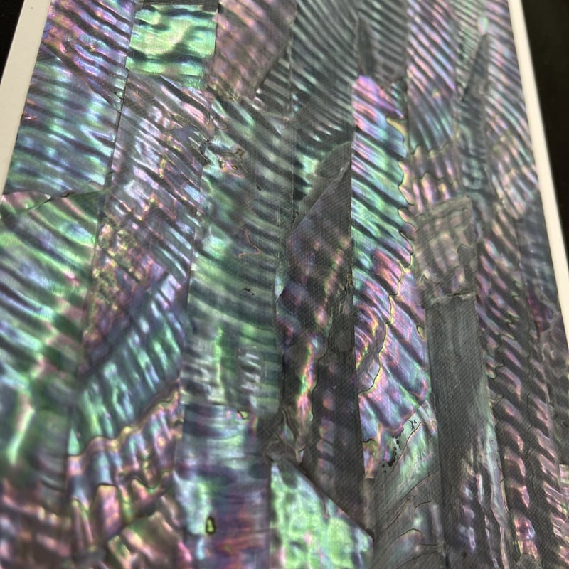 アワビシート 中判 メキシコ／ブラック | awabihonpo's STORE