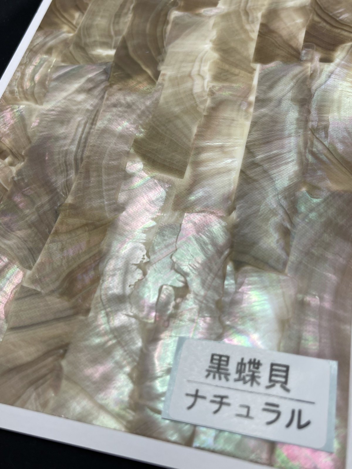 【kings】ミミガイ貝シート ４枚セット kings】ミミガイ貝シート 4枚セット kings】ミミガイ貝シート 4