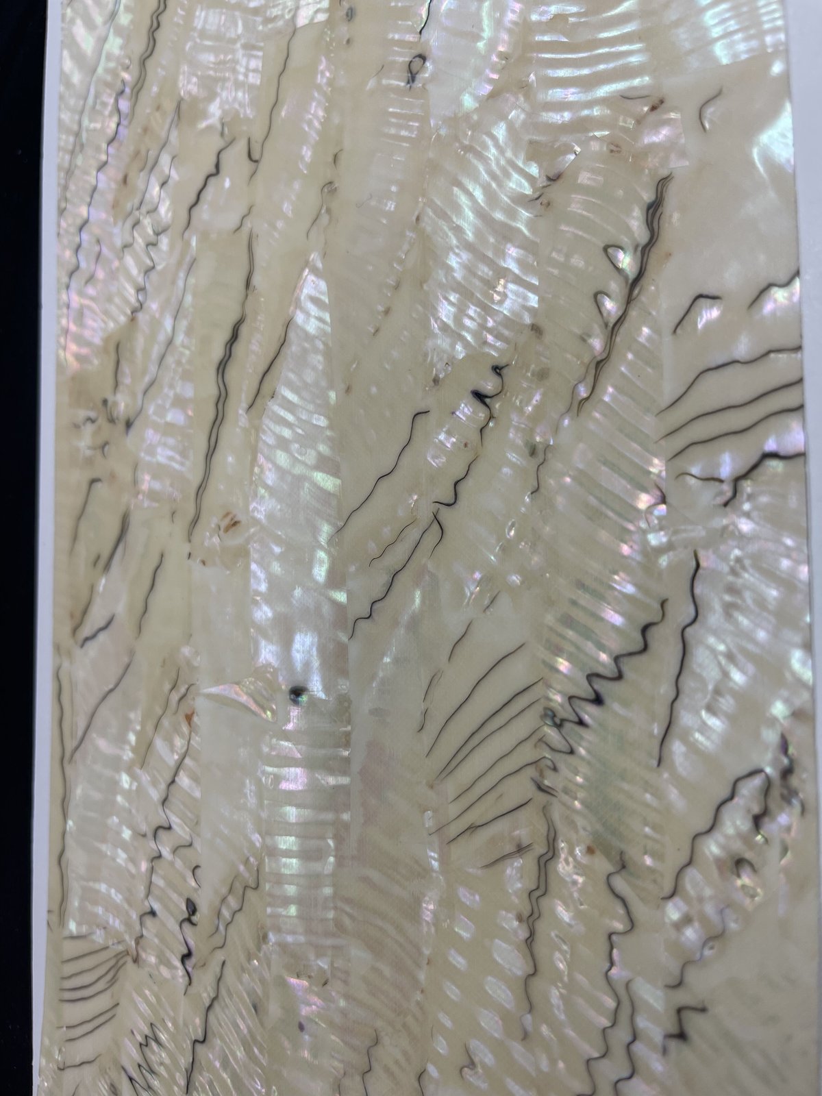 アワビシート　10枚セット　メキシコブラック アワビシート 中判 メキシコ／ブラック | awabihonpo's STORE