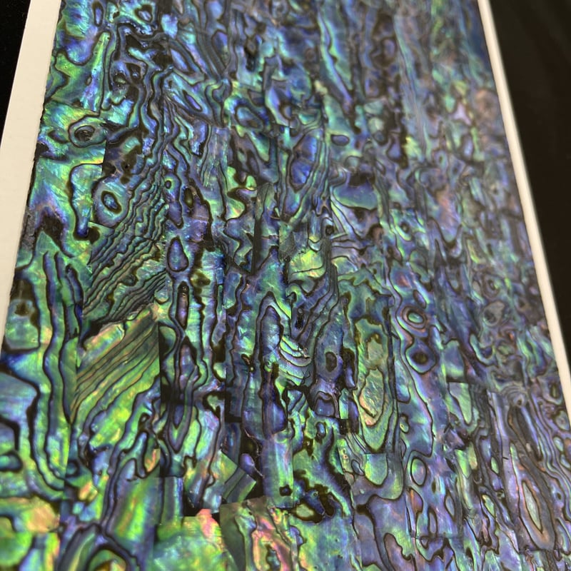 アワビシート 大判 ニュージーランド／ブラック （青味強め