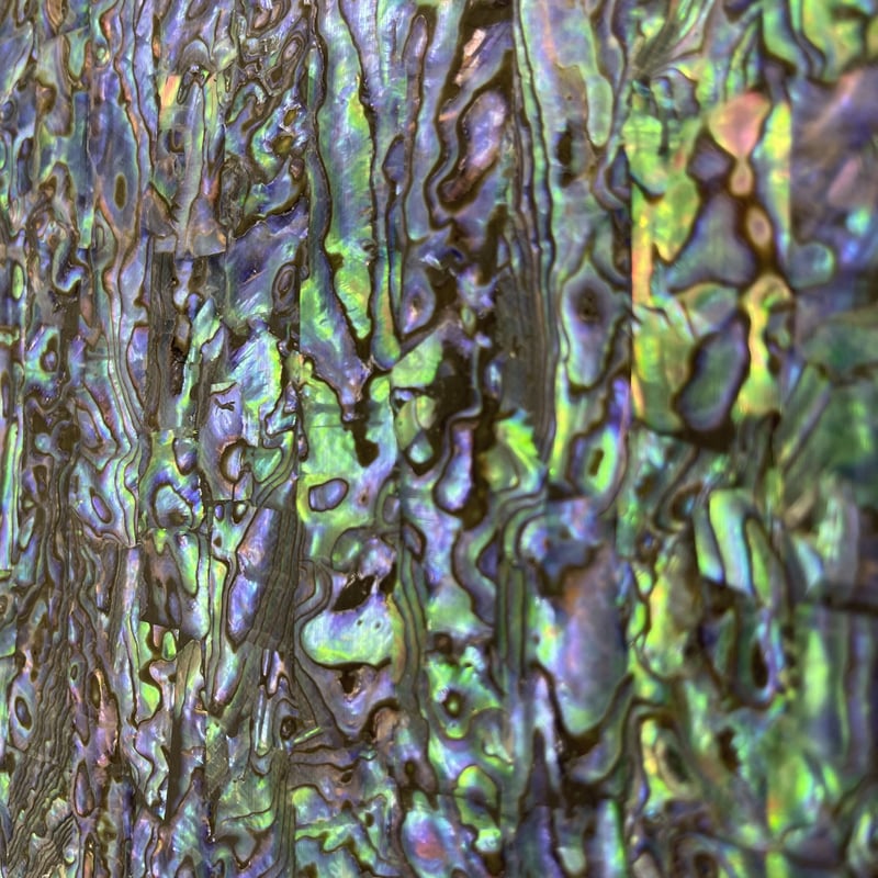 アワビシート 大判 ニュージーランド／ブラック （青味強め