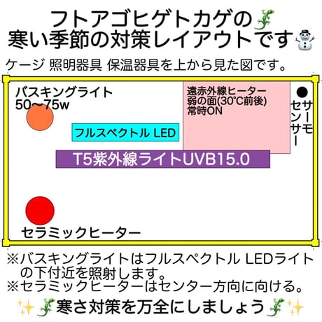 ☆フトアゴ 飼育フルセット