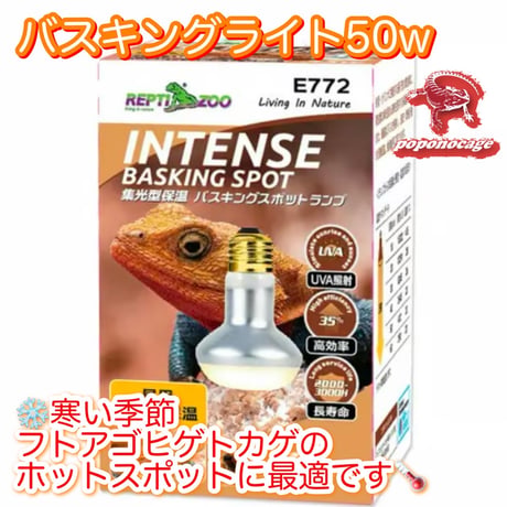 ☆フトアゴ 飼育フルセット