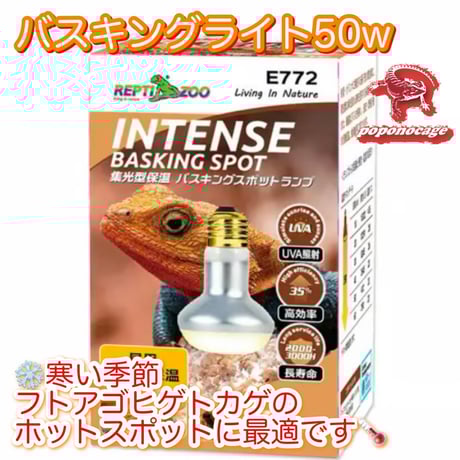 ☆リクガメ飼育セット