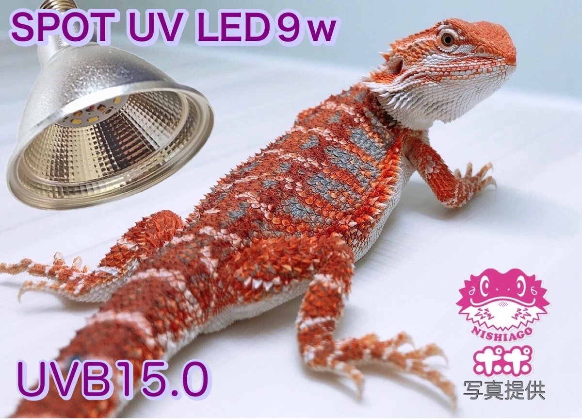 ボルケーノアゲート　虎　置物　UV蛍光画像の通り UVMAX〉 SPOT UV LED 9w UVB15.0 | ポポのケージ