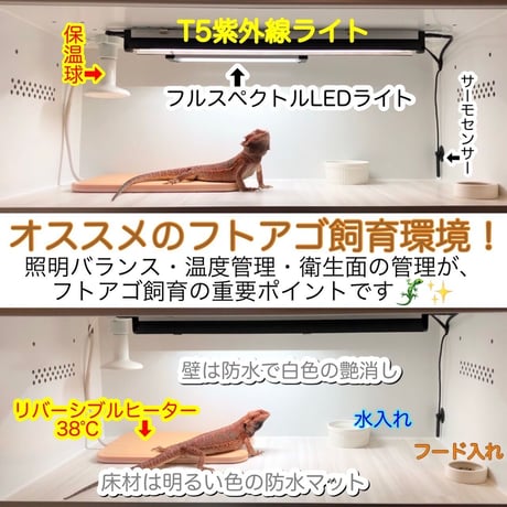 ◎30ケージ　照明器具セット付きセット