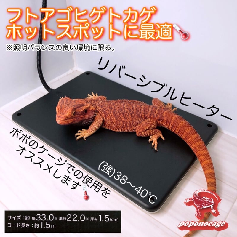 爬虫類フトアゴヒゲトカゲポポのゲージ爬虫類ゲージお値下相談可