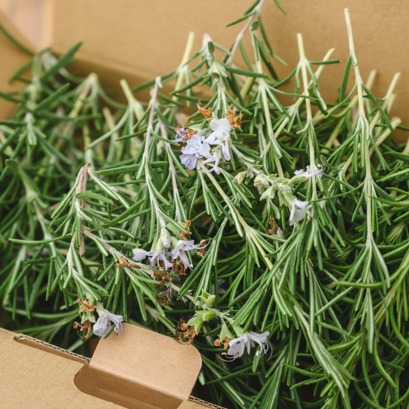 国内最北のローズマリー畑から、特別な香りをお届け 『ローズマリー