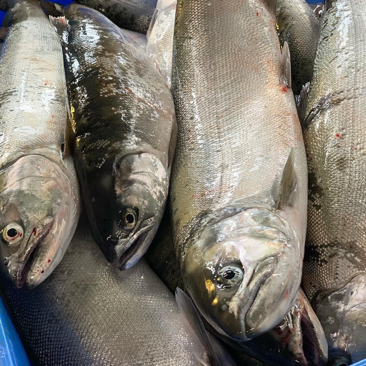 琵琶湖産 天然ビワマス | 赤こんにゃく・鮒寿司を通販でお届け
