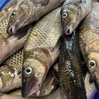 琵琶湖産　冷凍天然ニゴイ（マジカ）