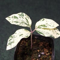 山野草 斑入り ヤマシャクヤク ”白霊峰” | 斑入りヤマシャクヤク