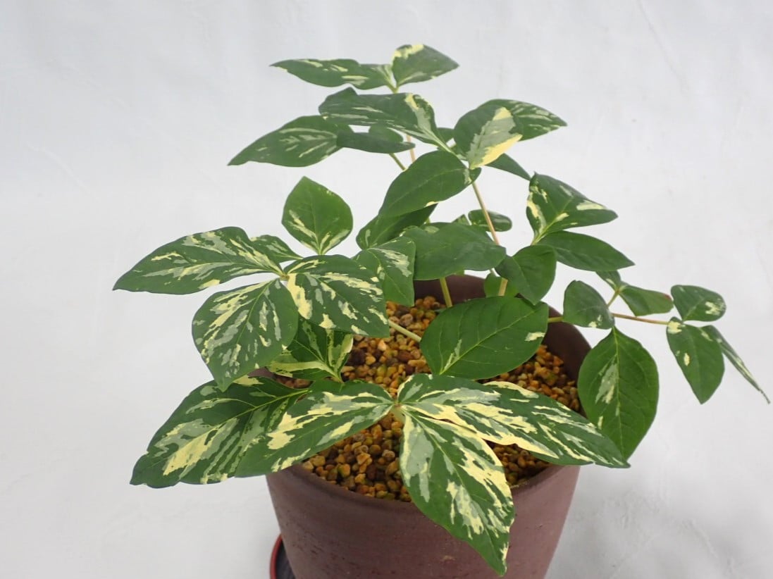 山野草　斑入り　ヤマシャクヤク6個セット fit=scale-down,w=1200