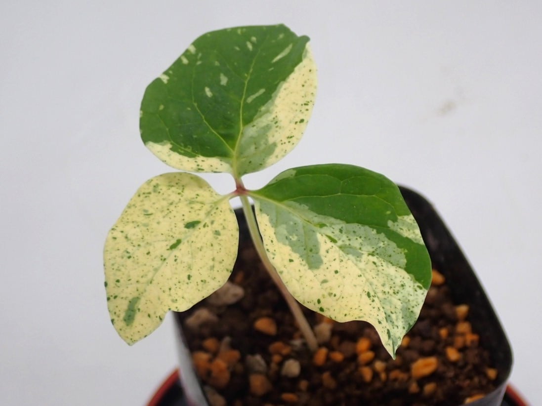 Pooh ヤマシャクヤク斑入り 4点セット Pooh様専用 ヤマシャクヤク Pooh ヤマシャクヤク斑入り 4点セット Pooh様専用 ヤマシャクヤク