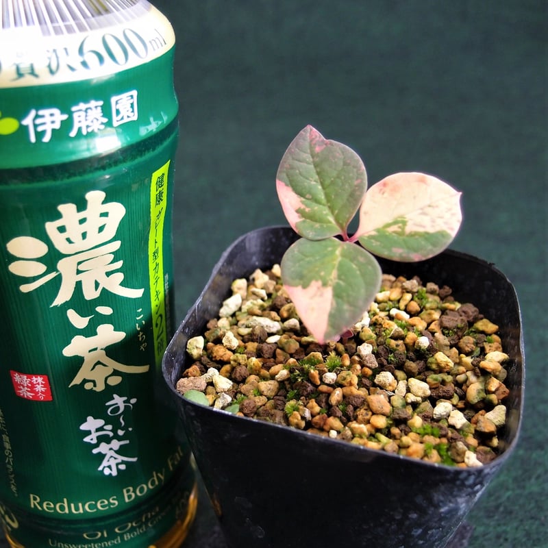 山野草 斑入りヤマシャクヤク 雪白斑 後冴え 草木塔