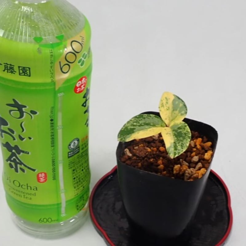 み*ん様 山野草 斑入 ヤマシャクヤク　「酔美人」 山野草 斑入り ヤマシャクヤク ”酔美人” | 斑入りヤマシャクヤク