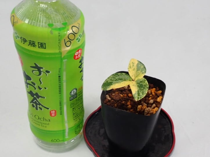 斑入りヤマシャク　山野草　西祖谷産。 山野草 斑入りヤマシャクヤク ”祖谷の太陽” | 斑入りヤマシャクヤク