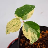 山野草 斑入り ヤマシャクヤク ”小島峠” | 斑入りヤマシャクヤク