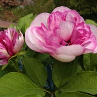 山野草　斑入り　ヤマシャクヤク　小島峠実生３年A 山野草 斑入り ヤマシャクヤク ”小島峠” | 斑入りヤマシャクヤク