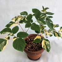 山野草 斑入りヤマシャクヤク ”白霊峰” | 斑入りヤマシャクヤク