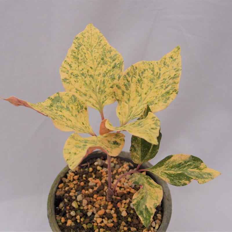 山野草 斑入り ヤマシャクヤク ”きら星” 原種割り株 | 斑入りヤマ