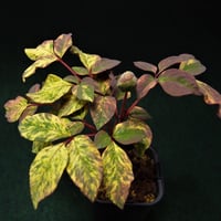 な*ち様 山野草　斑入りヤマシャクヤク　キラ星 山野草 斑入り ヤマシャクヤク ”きら星” 原種割り株 | 斑入りヤマ