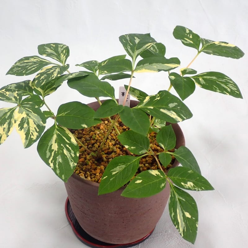 山野草 斑入りヤマシャクヤク 白三光斑 ”宴” | 斑入りヤマシャクヤク