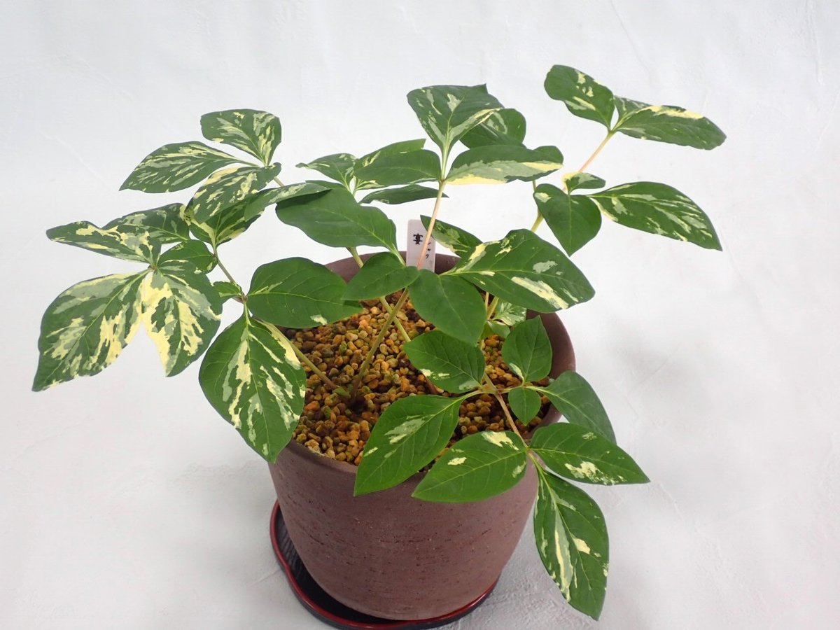 山野草 斑入りヤマシャクヤク 白三光斑 ”宴” | 斑入りヤマシャクヤク 山野草 斑入りヤマシャクヤク 白三光斑 ”宴” | 斑入りヤマシャクヤク